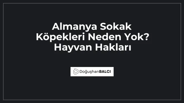 Almanya Sokak Köpekleri Neden Yok? Hayvan Hakları