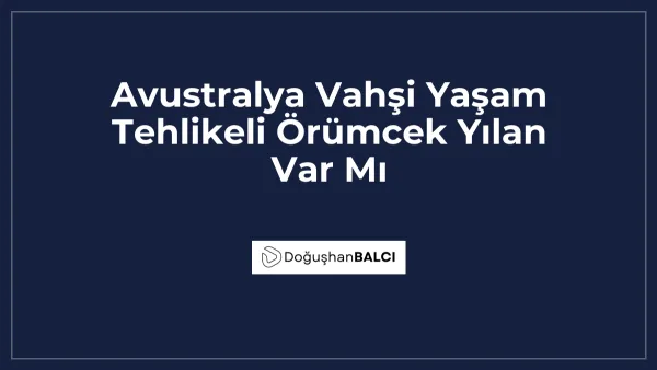 Avustralya Vahşi Yaşam Tehlikeli Örümcek Yılan Var Mı