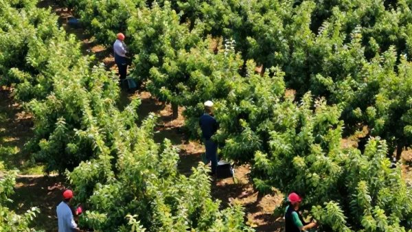Sırbistan Mevsimlik Tarım İşçisi İş İlanları
