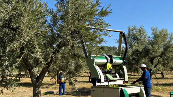 Zeytin Yetiştiriciliği Ve Hasat Öncesi Kontrol List